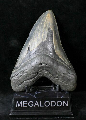 Massive Megalodon Tooth - North Carolina #19964